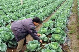 Thanh Hà phát triển liên kết trong sản xuất nông nghiệp